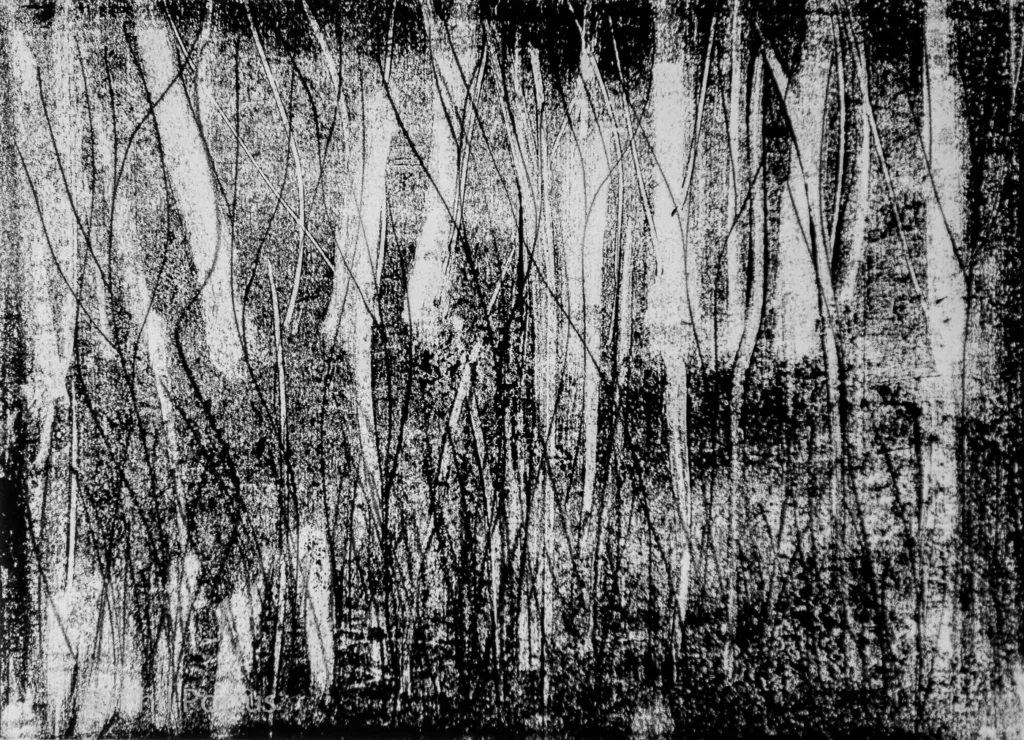 Black and white image shows a dense collection of tall, thin vertical elements against a dark background.