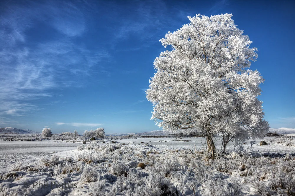 A tree covered in frost stands prominently in a snowy field under a bright blue sky with scattered clouds.